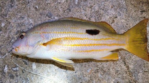 ニセクロホシフエダイの釣果