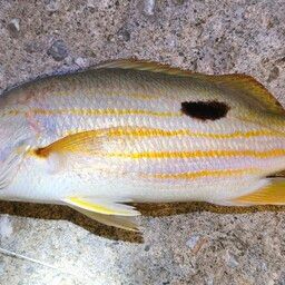 ニセクロホシフエダイ