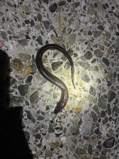 マアナゴの釣果