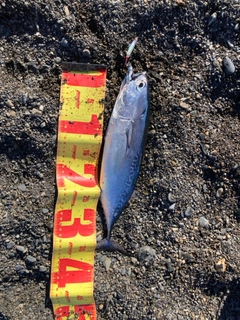 ヒラソウダの釣果