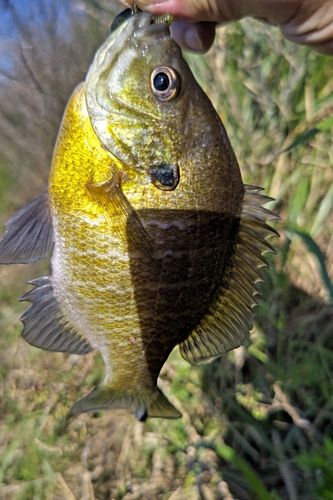 ブルーギルの釣果