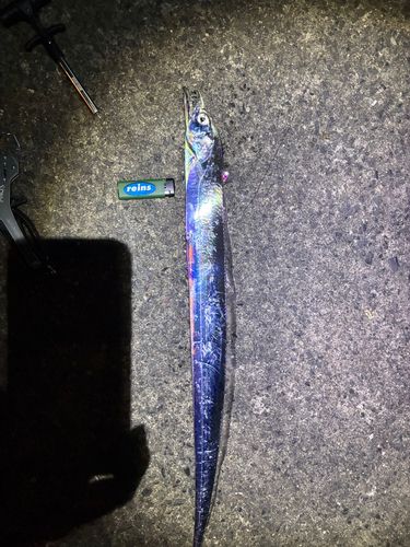 タチウオの釣果