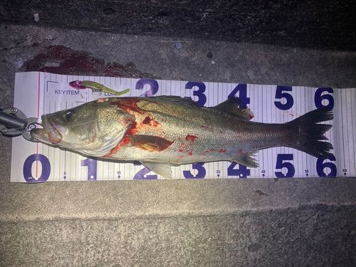 フッコ（マルスズキ）の釣果