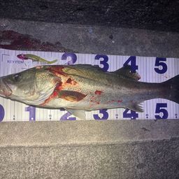 フッコ（マルスズキ）