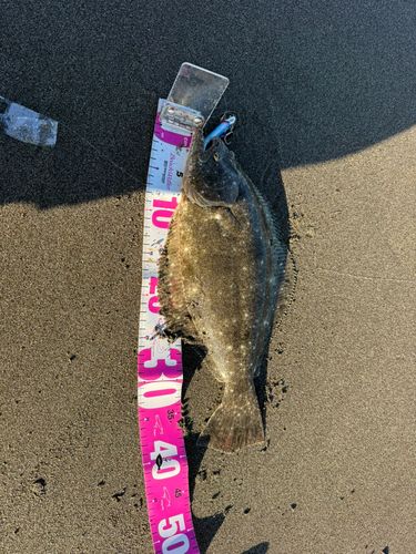 ヒラメの釣果