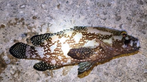 ナミハタの釣果