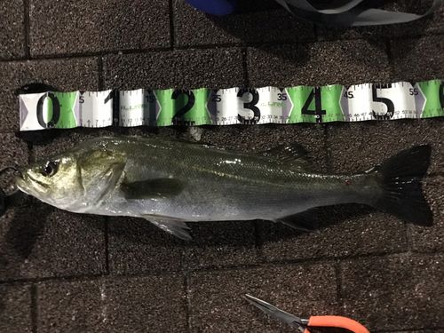 シーバスの釣果