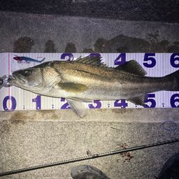 フッコ（マルスズキ）