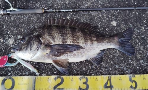 チヌの釣果