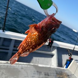 ウッカリカサゴ