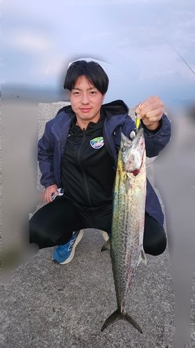 サゴシの釣果