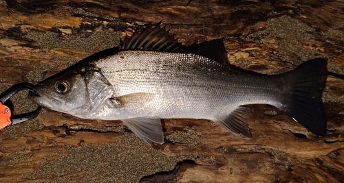 ヒラスズキの釣果