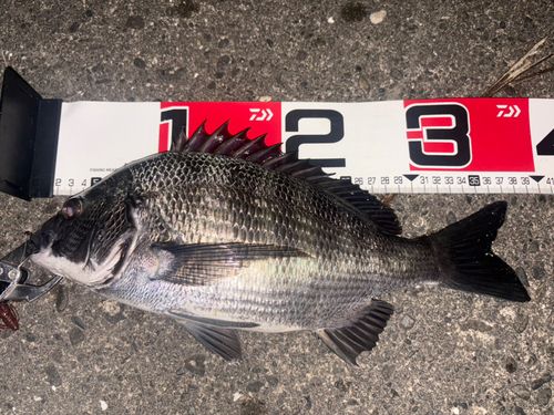 クロダイの釣果