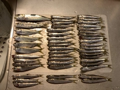 マイワシの釣果