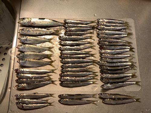 マイワシの釣果