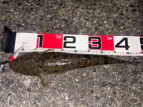 コチの釣果