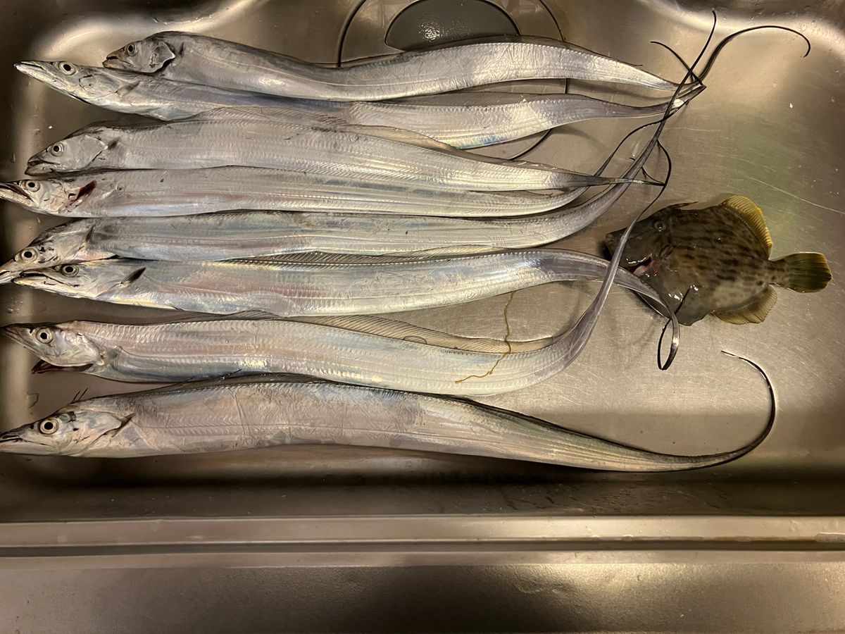 iwamocciさんの釣果 1枚目の画像