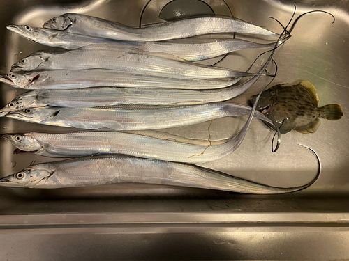 タチウオの釣果