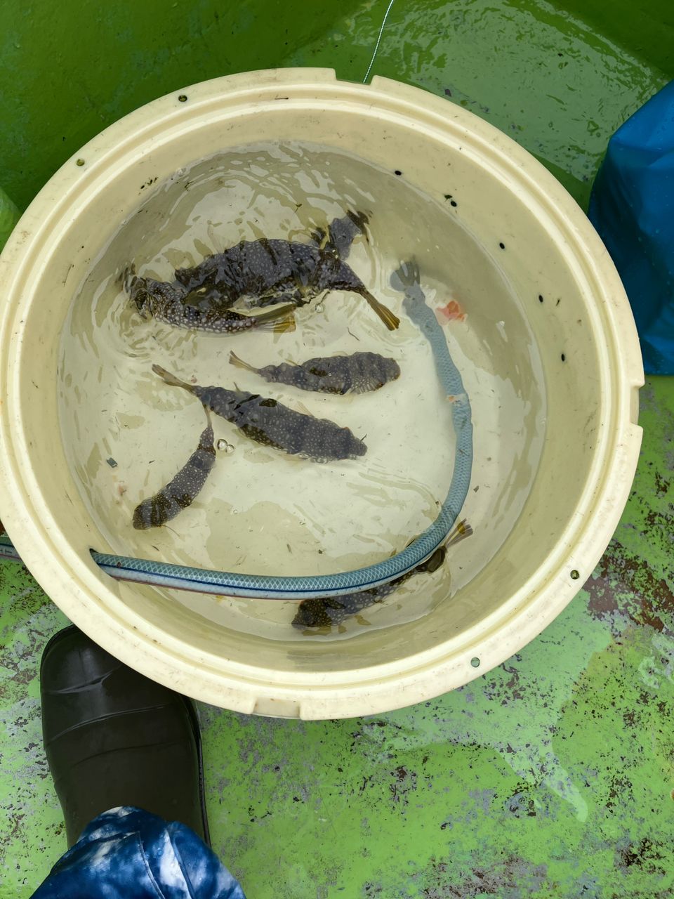 iwamocciさんの釣果 2枚目の画像