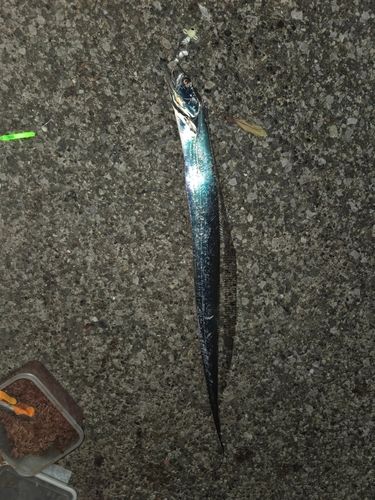 タチウオの釣果