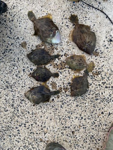 カワハギの釣果