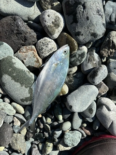 イケカツオの釣果