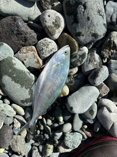 イケカツオの釣果