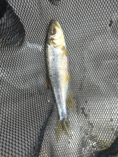 カワムツの釣果