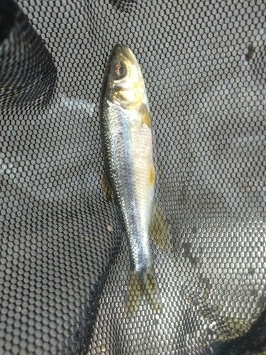 カワムツの釣果