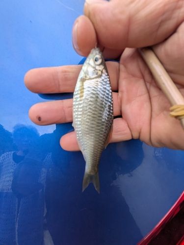 ヤリタナゴの釣果