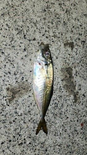 マアジの釣果