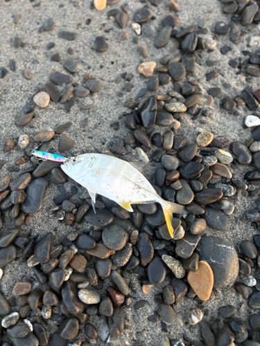 ロウニンアジの釣果