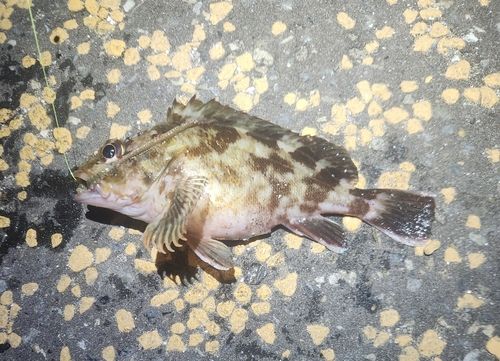 カサゴの釣果