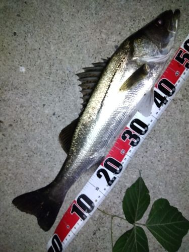 マダカ（マルスズキ）の釣果