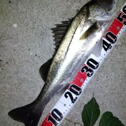 マダカ（マルスズキ）