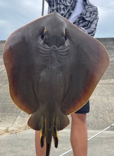 アカエイの釣果