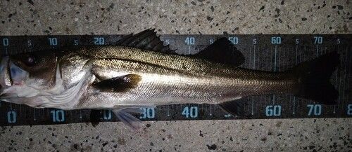 シーバスの釣果