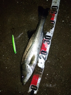 マダカ（マルスズキ）の釣果