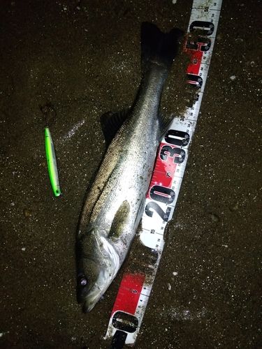 マダカ（マルスズキ）の釣果