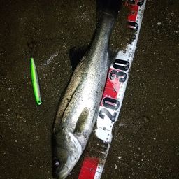 マダカ（マルスズキ）