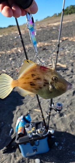 カワハギの釣果