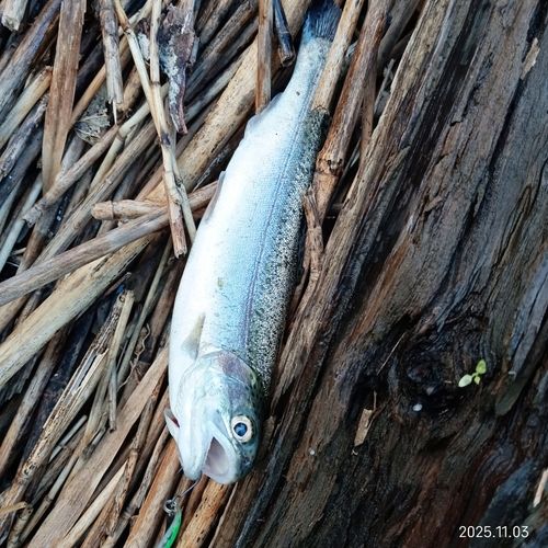 ニジマスの釣果