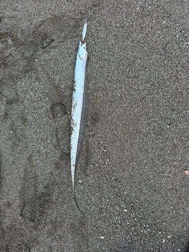 タチウオの釣果