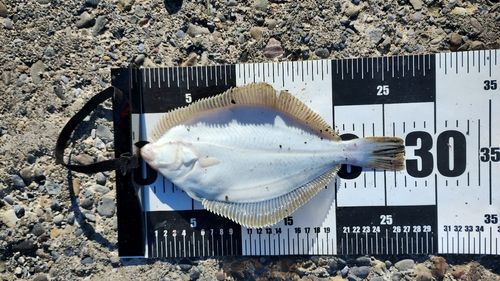 イシガレイの釣果