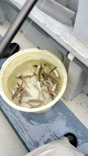 シロギスの釣果