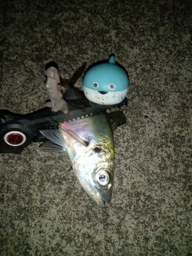 三陸海岸（岩手）