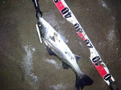 マダカ（マルスズキ）の釣果