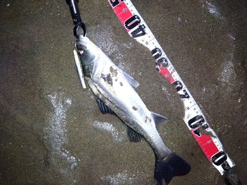 マダカ（マルスズキ）の釣果