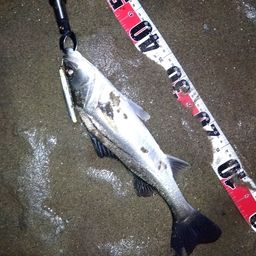 マダカ（マルスズキ）