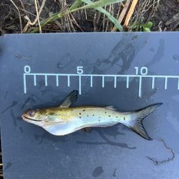 アメリカナマズ